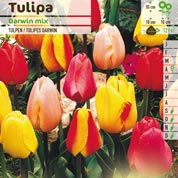 Tulipán Darwin en mezcla